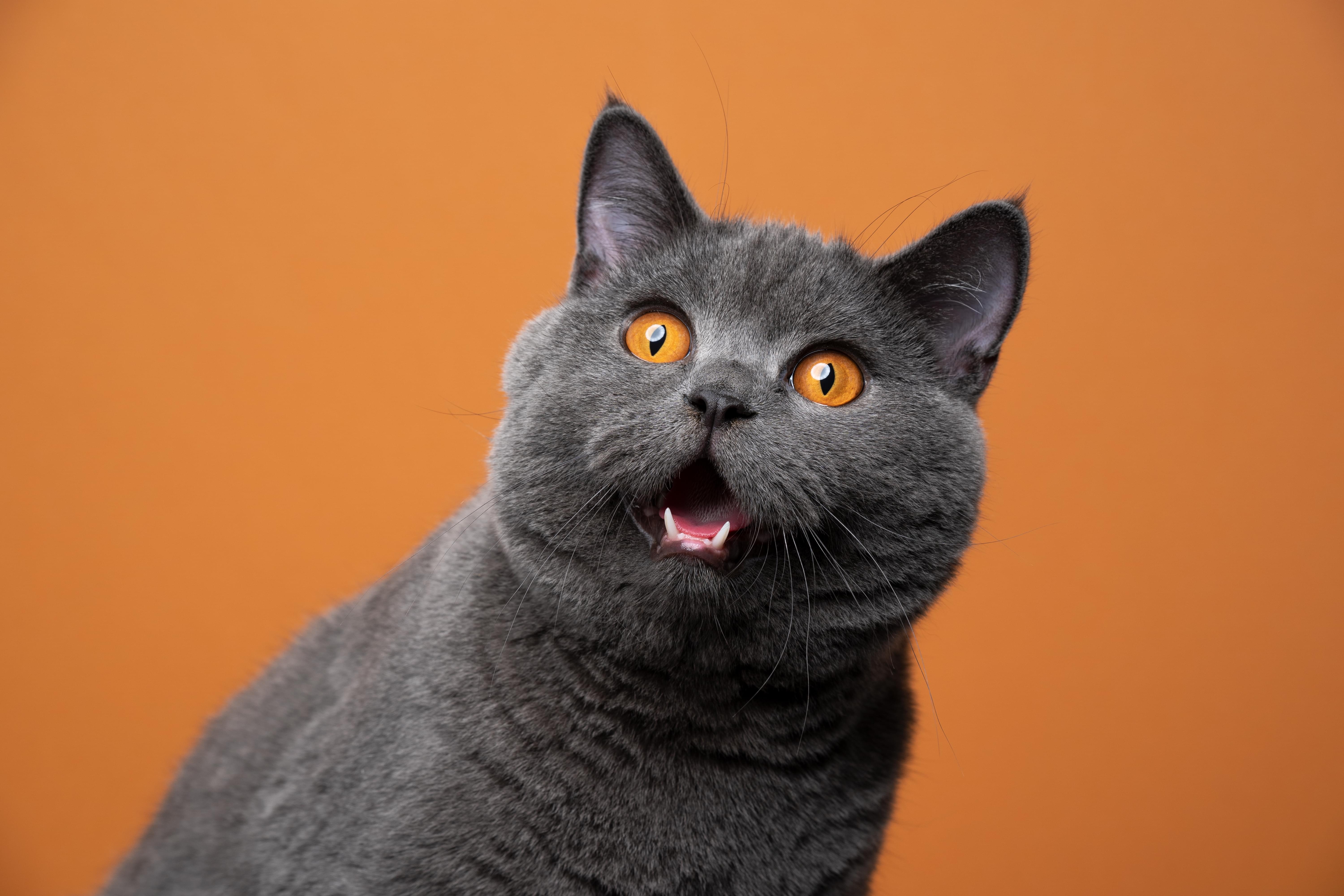 cats